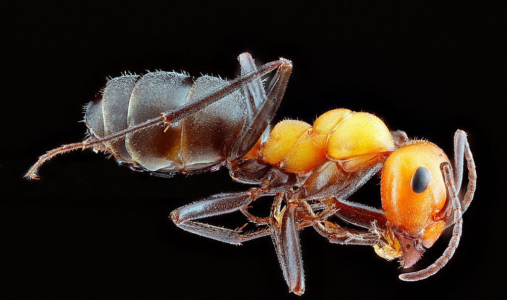 Ant Control service in Highlands Ranch, CO