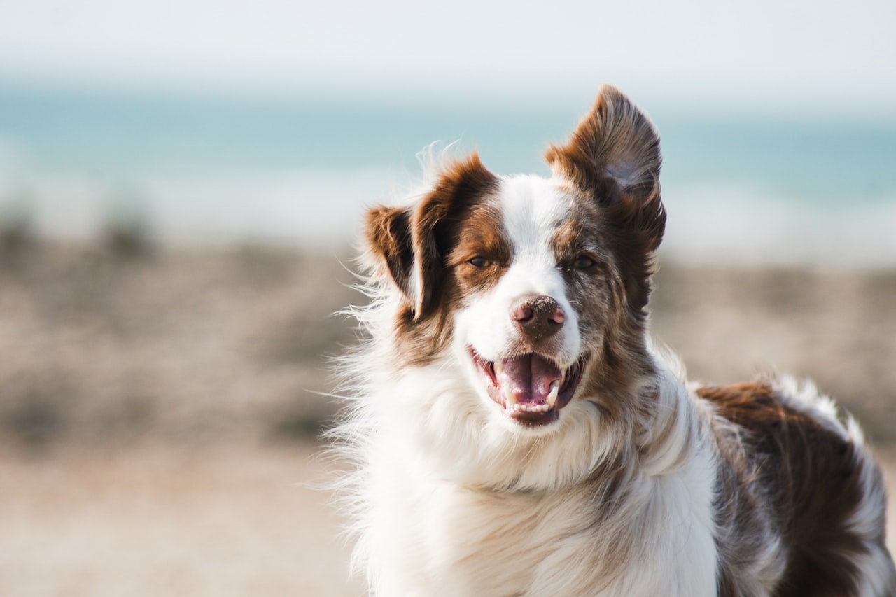 Flea & Tick Control service in Highlands Ranch, CO