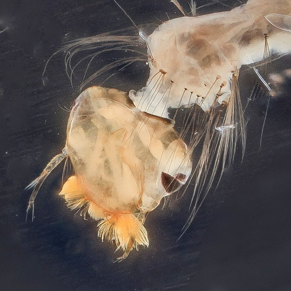 Mosquito Control service in Highlands Ranch, CO