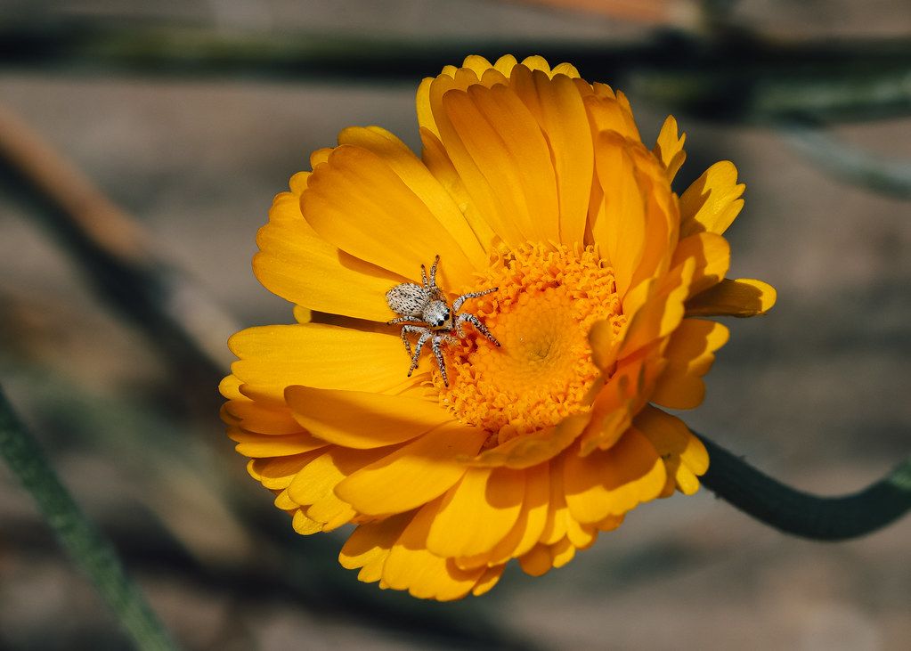 Spider Control service in Highlands Ranch, CO